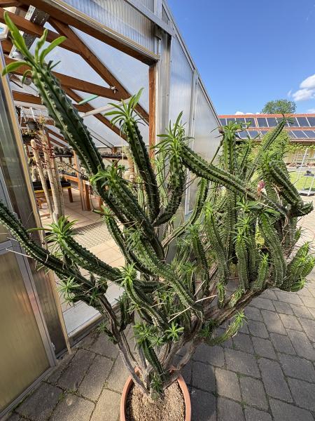Euphorbia fimbriata